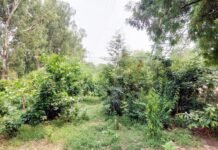 बड़े काम की मियावकी पद्धति, नगर निगम के प्रयासों से बढ़ी हरियाली