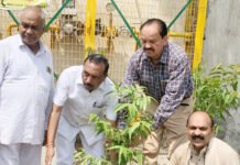 भाजपा पार्षद ने डॉ. श्यामा प्रसाद मुखर्जी के बलिदान दिवस पर किया पौध रोपण