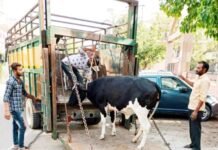 आवारा गोवंश पकडऩे के लिए रोस्टर के तहत होगी कार्रवाई