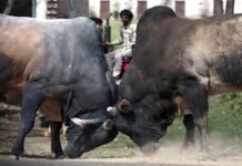 उग्र सांड का तांडव, निजी कंपनी कर्मचारी को पटक-पटक कर मार डाला