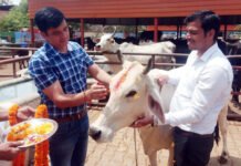 जन्माष्टमी पर्व: निगम गौशाला में मुख्य पशु चिकित्सा अधिकारी ने गोवंशो की पूजा कर खिलाया गुड