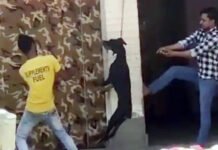 इंसान बना शैतान, बेजुबान जानवर को फंदे से लटकाकर उतारा मौत के घाट