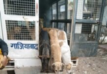 श्वानों के बधियाकरण के लिए निगम की कार्रवाई जारी