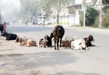 कौशांबी में आवारा पशुओं की भरमार, दुर्घटना को मिल रहा बढ़ावा