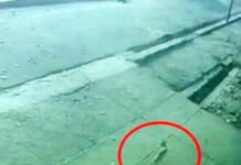 गाजियाबाद कोर्ट में फिर आया तेंदुआ मची अफरा-तफरी कोर्ट हुआ बंद