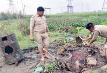 खादर क्षेत्र में धधक रहीं शराब की भट्टी फिर हुई ध्वस्त