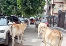 कौशांबी में आवारा पशु बन रहे हादसों का कारण, पार्षद ने नगर आयुक्त को लिखा पत्र