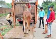 सड़क पर दिखे गोवंश तो मालिकों से निगम वसूलेगा 2 हजार रुपए का जुर्माना