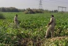 हिंडन खादर में कच्ची शराब का गोरखधंधा बना अवैध आमदनी का जरिया, आबकारी विभाग ने किया धवस्त