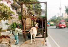 सड़क पर दिखे गोवंश तो मालिकों पर लगेगा जुर्माना: डॉ. अनुज कुमार सिंह