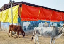 ठंड बढ़ते ही गौशाला में नगर निगम ने किए पुख्ता इंतजाम