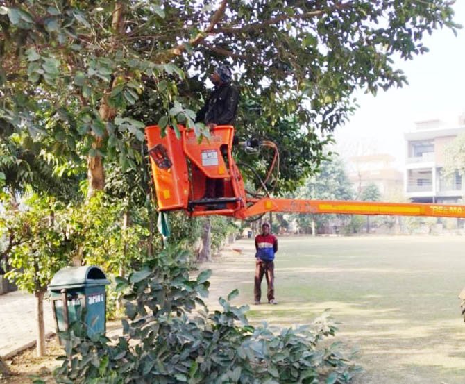 nigam-Pruning-trees (2)