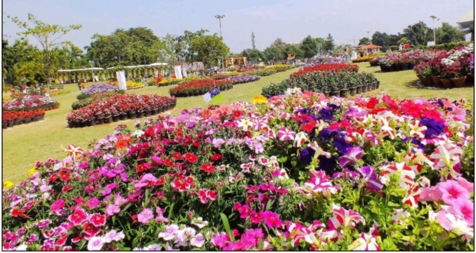 Greater-Noida-city-flower