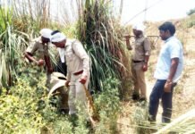 ज्येष्ठ की दोपहरी में धधक रही कच्ची शराब की भट्टियों को आबकारी विभाग ने किया नष्ट