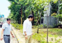 ग्रीन बेल्ट: शहर की सड़कों पर छाएगी हरियाली निगम लगाएगा 15 हजार पौधे