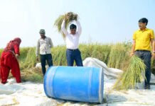 जब…डीएम इन्द्र विक्रम सिंह ने खेत में दरांती से की धान की कटाई