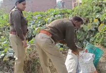 आबकारी विभाग ने शराब माफिया पर कसी नकेल: खेत में सब्जी के बीच छिपा रखी थी हरियाणा दिल्ली की शराब