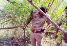 घर बैठे कमाई का जरिया बना महुआ अवैध शराब का धंधा