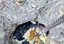 आबकारी विभाग की कार्रवाई से मचा अवैध शराब माफिया में हड़कंप