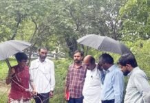 सेक्टर चाई थ्री में पेड़ों के काटने पर ग्रेनो प्राधिकरण का बड़ा ऐक्शन