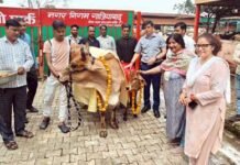 जन्माष्टमी पर नंदनी गौशाला में हुआ गौपूजन