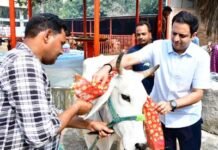 गोवर्धन पूजा पर नंदी पार्क गौशाला में भक्ति और पर्यावरण चेतना का संगम