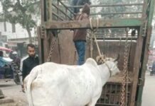 गाजियाबाद नगर निगम ने बढ़ाई निराश्रित गोवंशों की सुरक्षा, अभियान में सख्ती और विस्तार