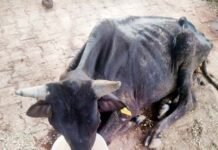 भीषण गर्मी में बेजुबानों के लिए नगर निगम बना सहारा, पशु-पक्षियों को पानी पिलाने की अपील