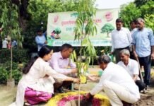 यमुना प्राधिकरण क्षेत्र में चला महावृक्षारोपण अभियान, 77 हजार से अधिक पौधे लगाए गए